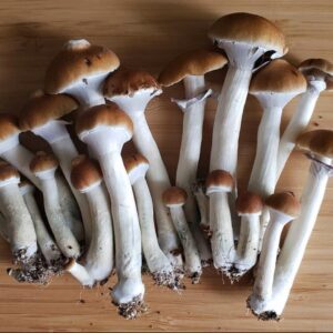 PSILOCYBE CUBENSIS